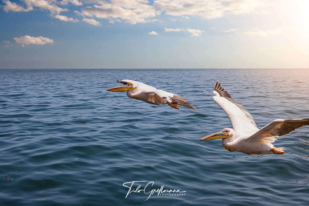 Großer weißer Pelikan - Great White Pelican