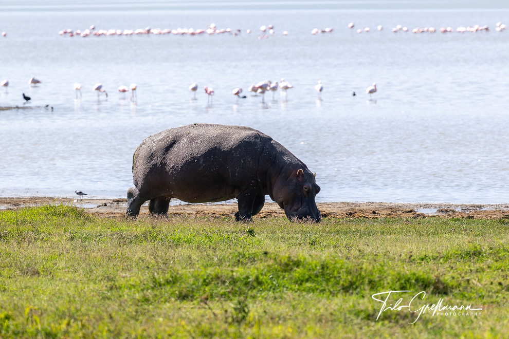 Ngorongoro Crater