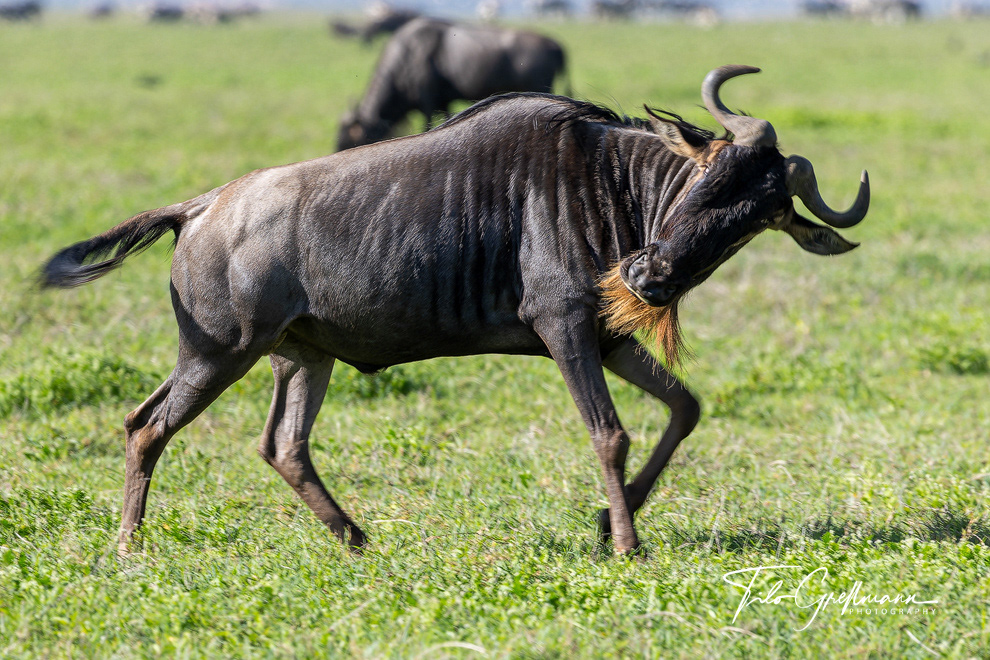 Wildebeest in the Ngorongoro Crater