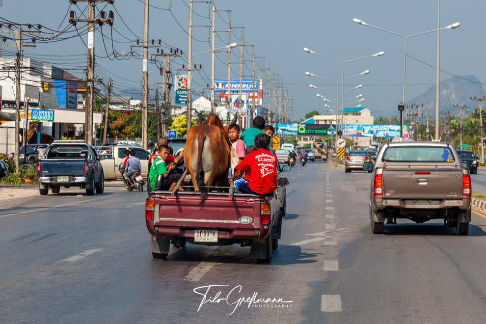 Viehtransport in Thailand - Livestock transport in Thailand