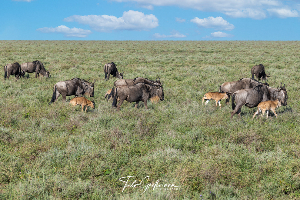 Ndutu -Gebiet