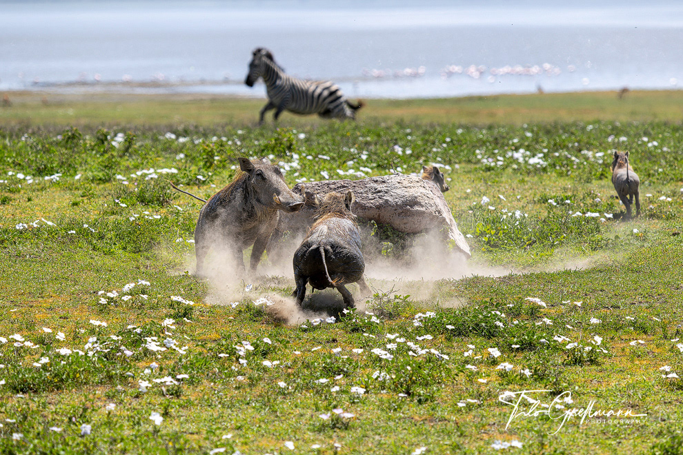 Warthogs in the Serengeti