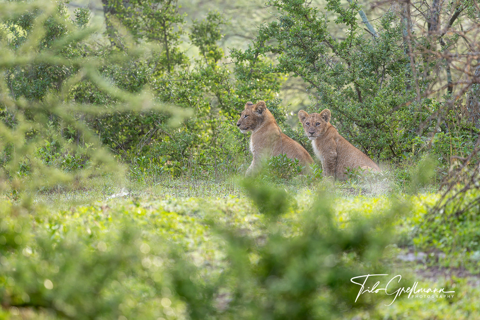  lion cubs in Tanzania