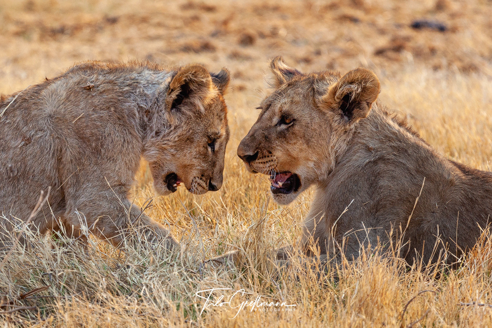 lions in Etosha National Park