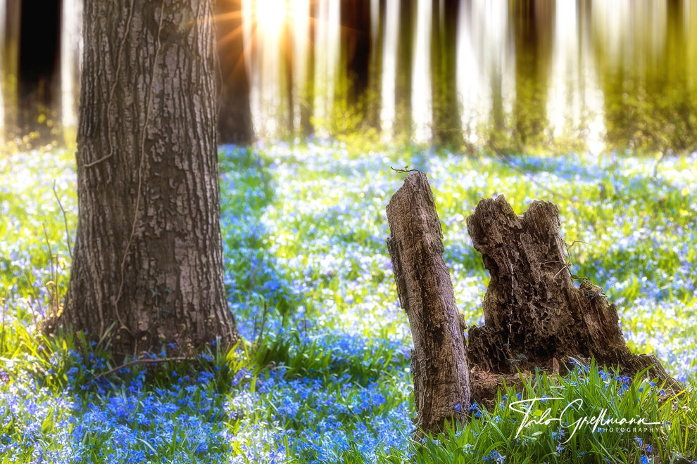 Bluebell blossom in the Uckermark