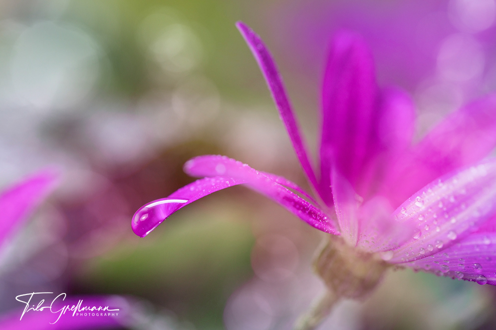 Blüte