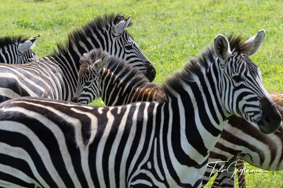 Zebras in Tanzania