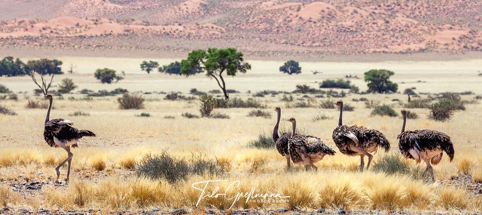 Strauße im Sossusvlei - Ostriches in Sossusvlei