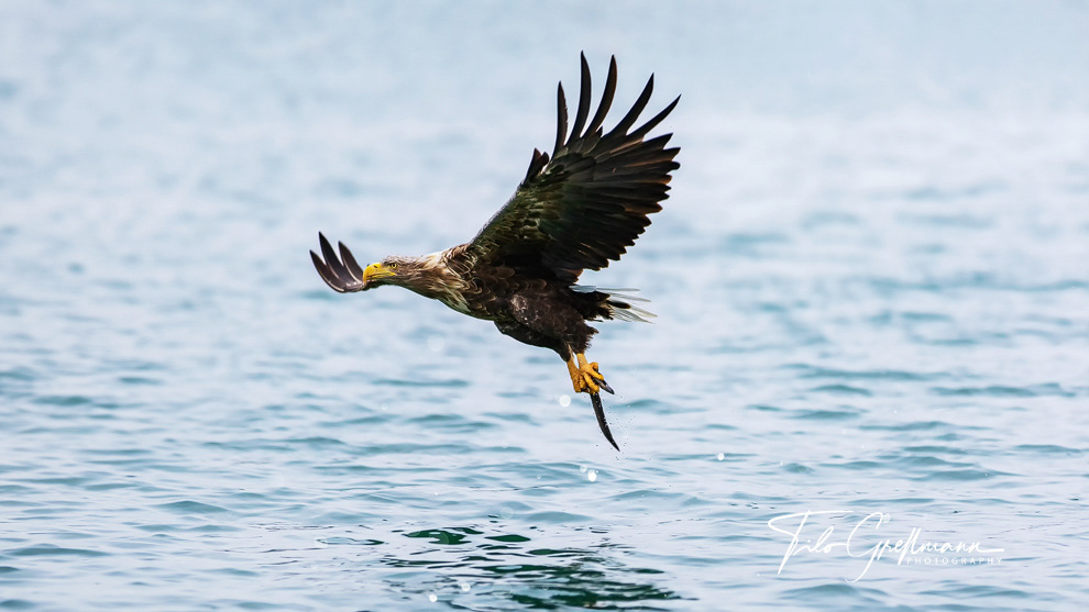 Seeadler - Sea eagle with fish in the Uckermark