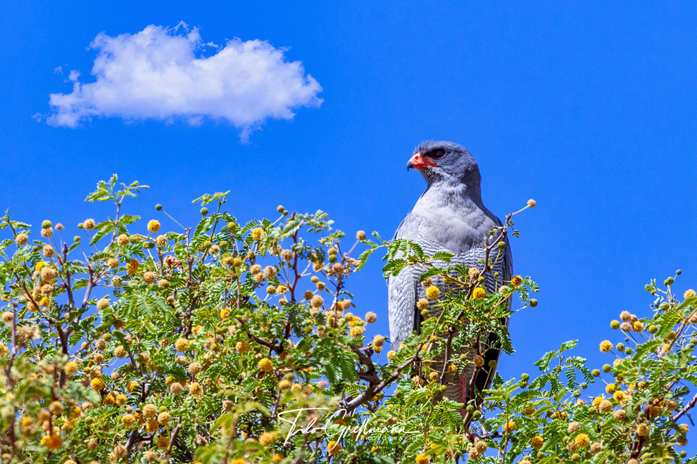 Graubürzel-Singhabicht - Dark chanting goshawk