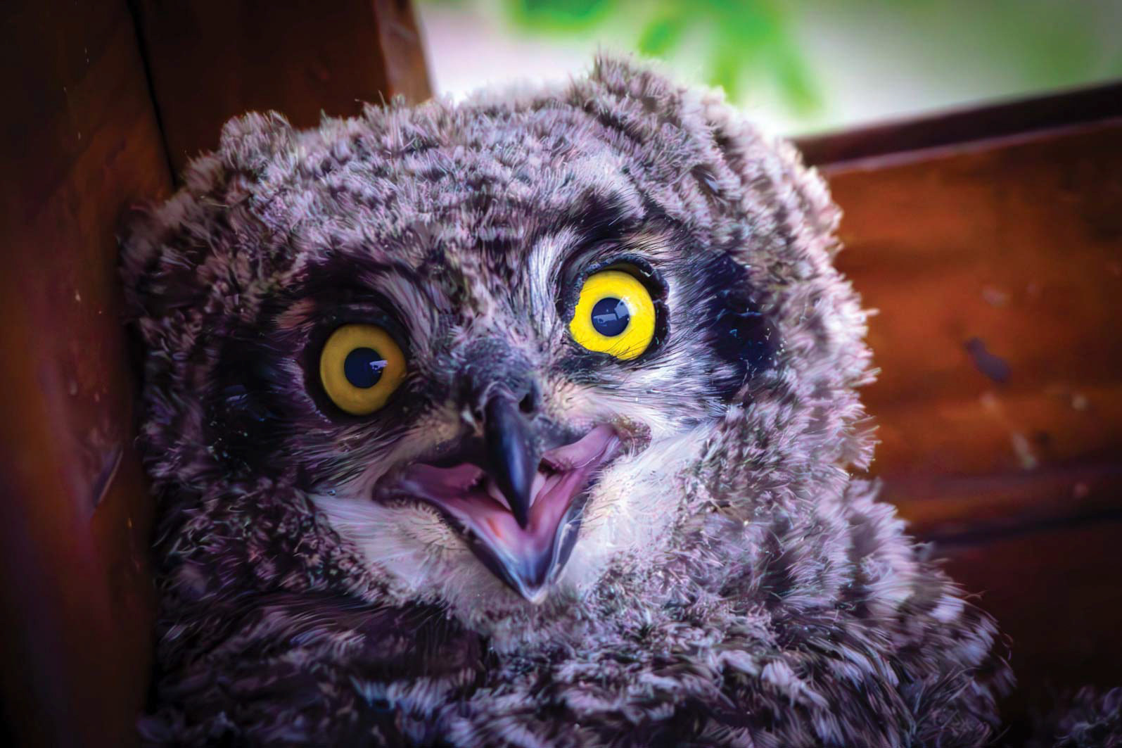 WIDE-EYED WONDER