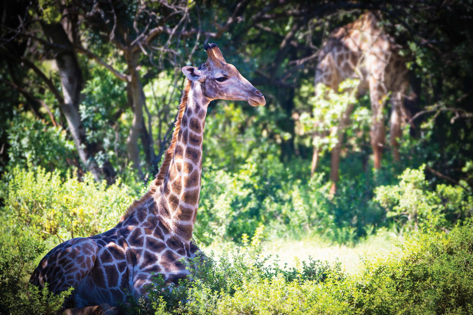 UNDER HER WATCH - December 2021, Private Reserve in Brits, North West, South Africa
