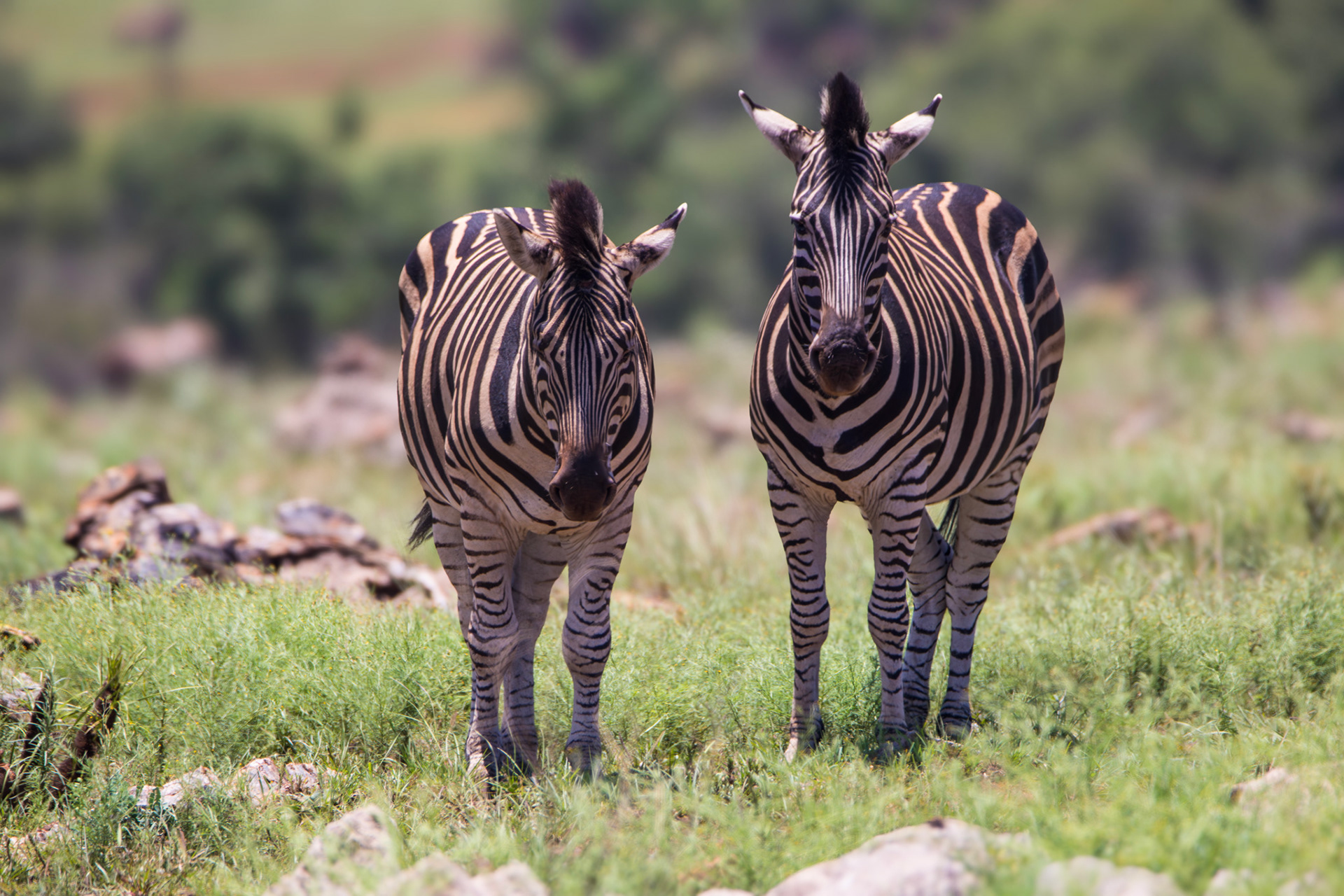 SYNCED BUT DIFFERENT - December 2021, Lion & Rhino Nature Reserve, Gauteng, South Africa