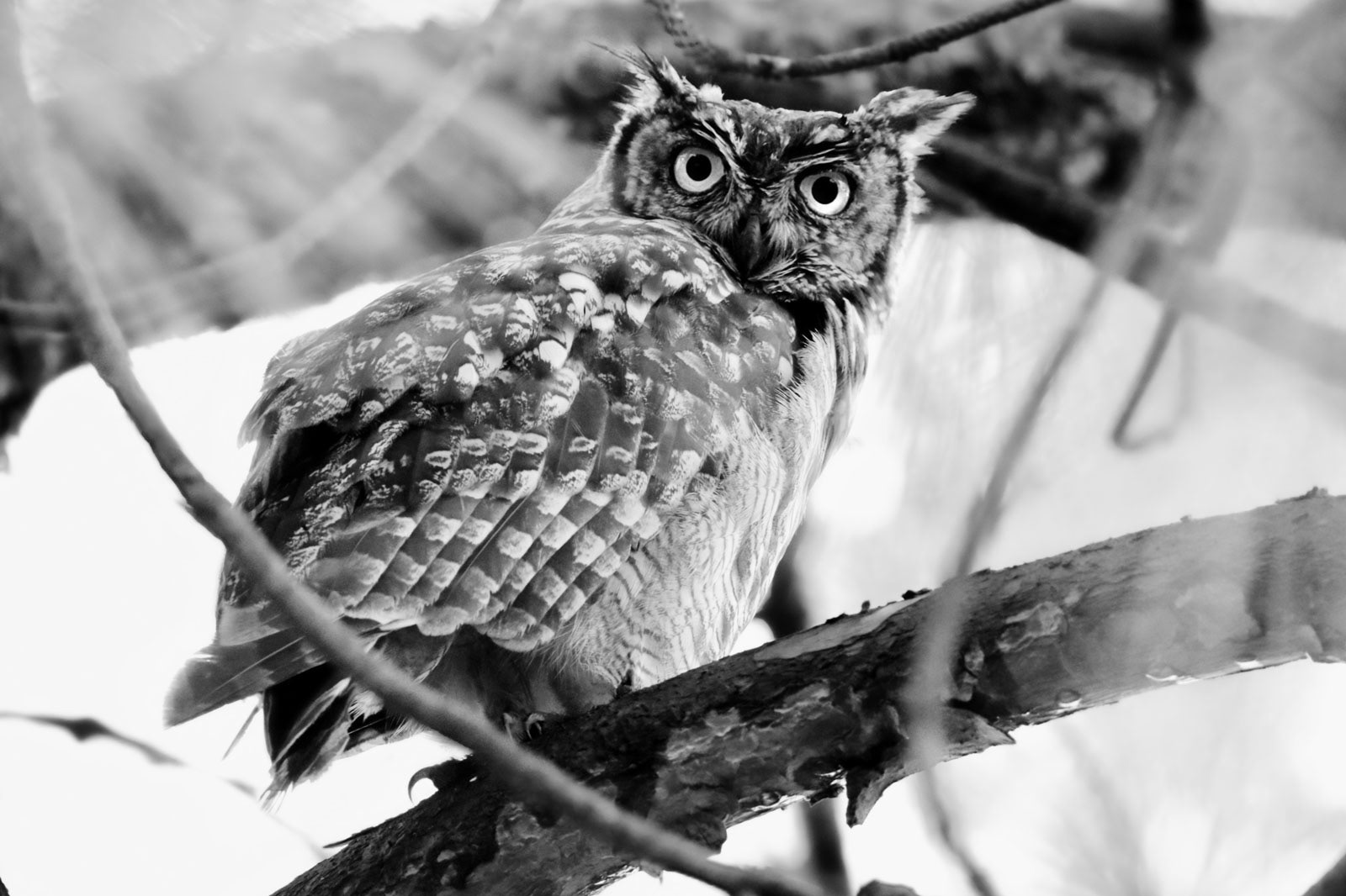 WHEN THE OWLS CAME