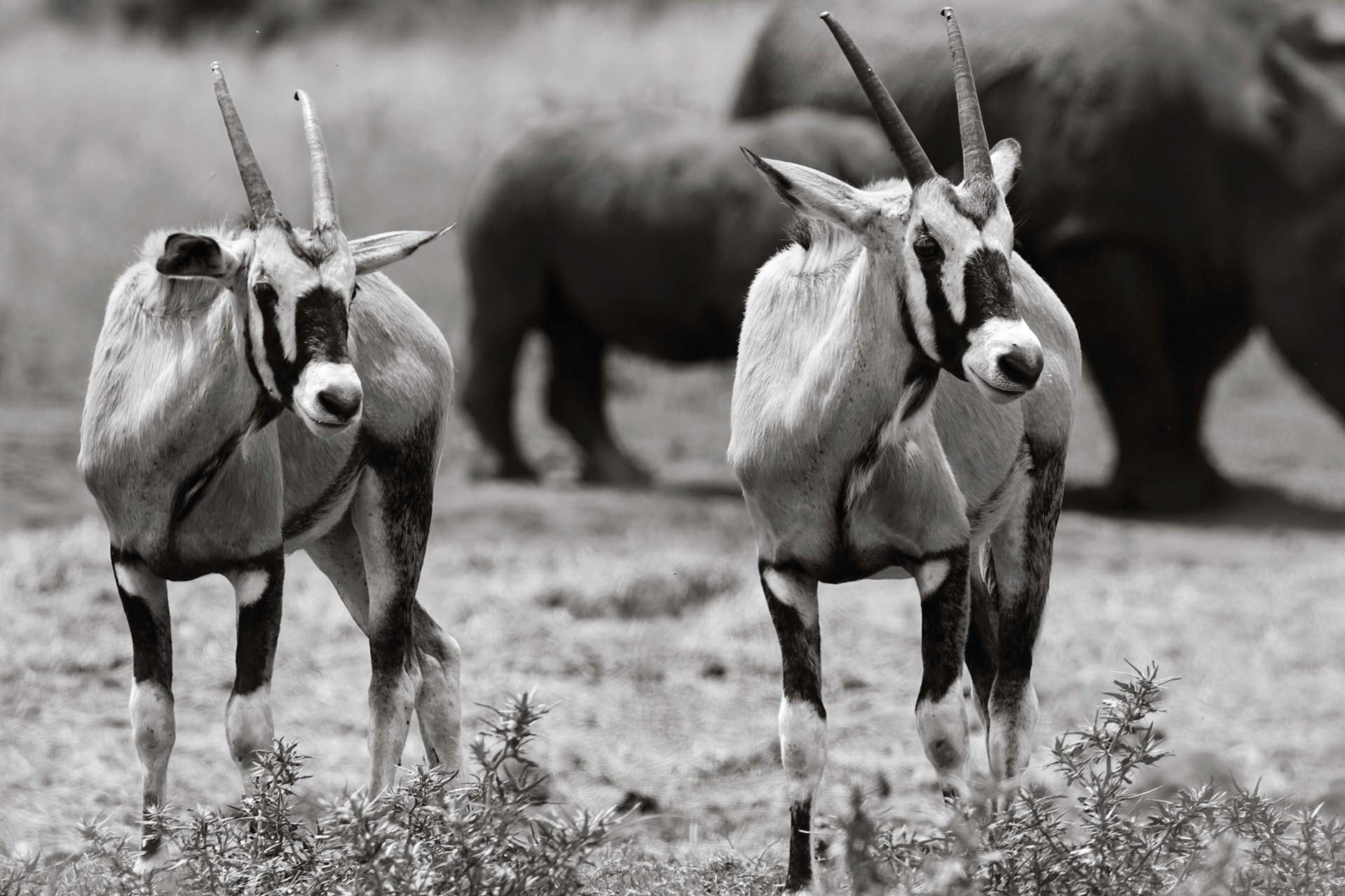 YOUNG HORNS - June 2020, Lion and Rhino Nature Reserve, Gauteng, South Africa