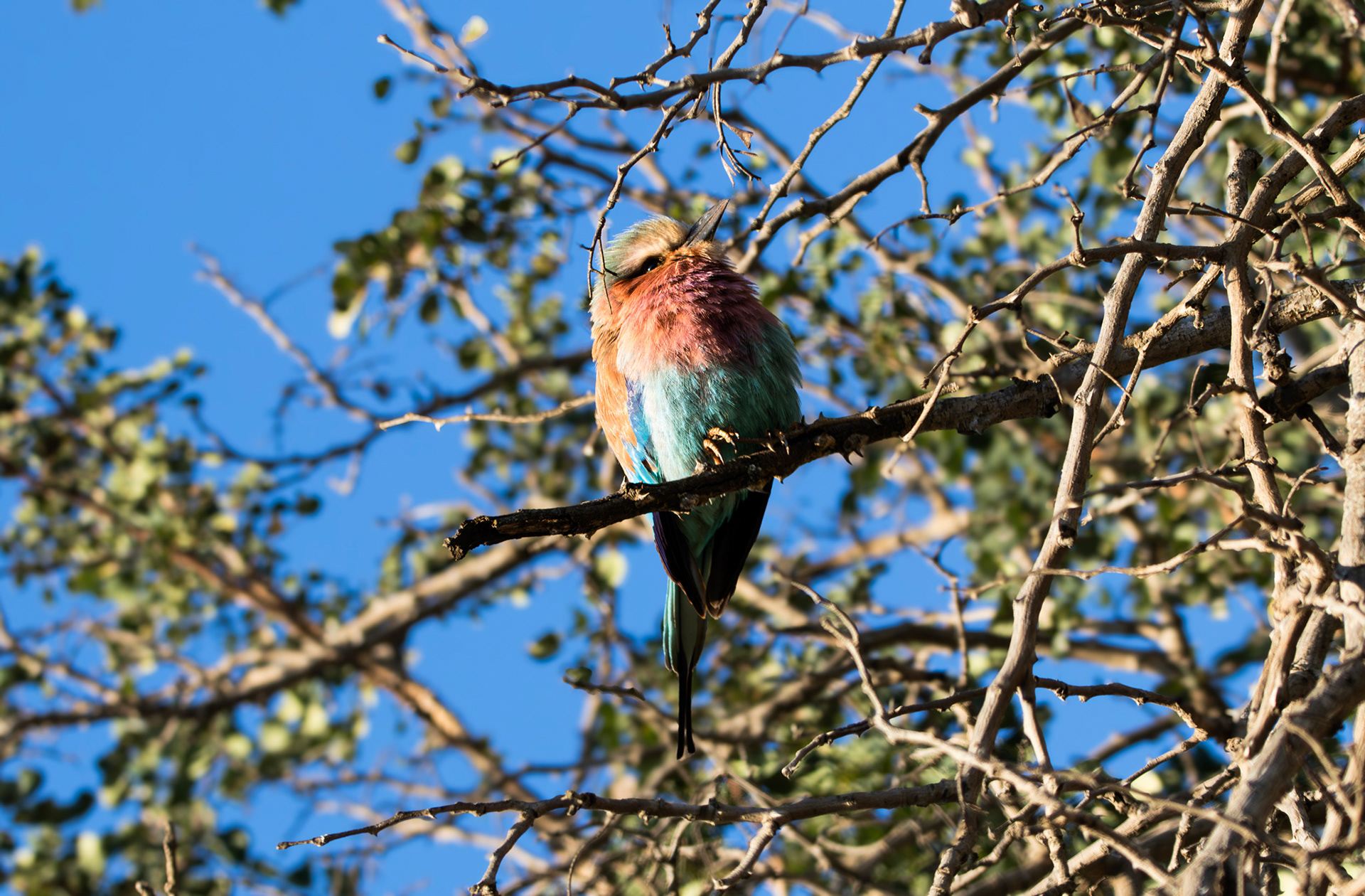 LILAC-BREASTED ROLLER - July 2022, Pongola, KwaZulu-Natal, South Africa
