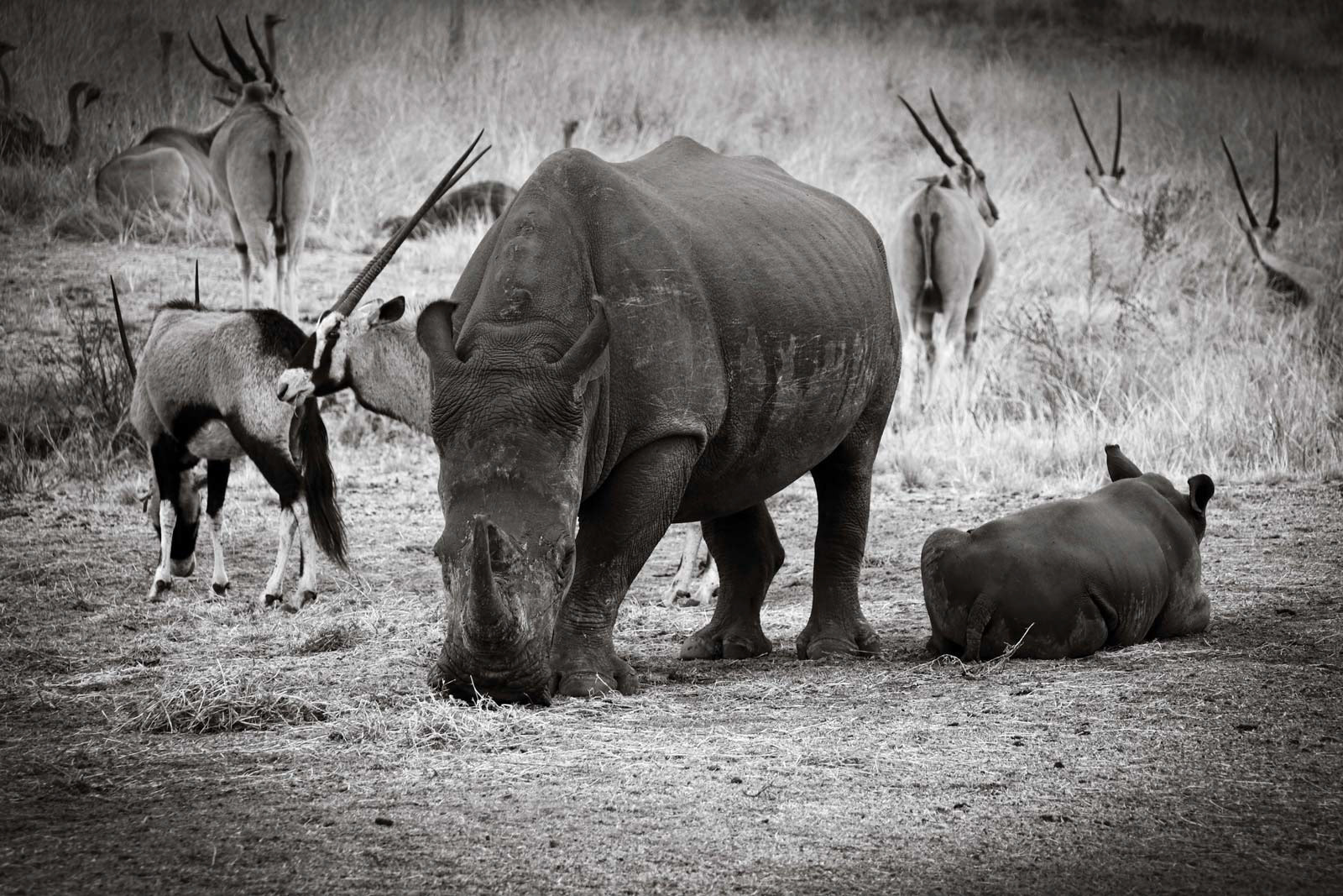 THE HERD