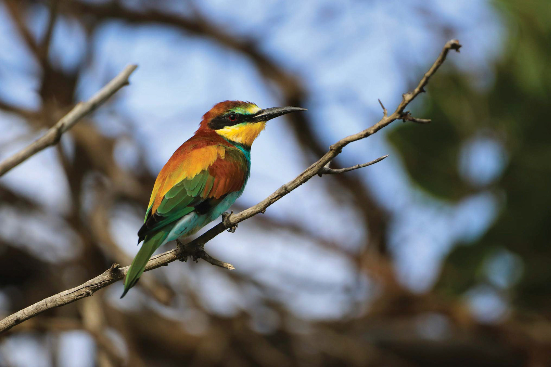 EUROPEAN BEE-EATER - December 2020, Lion and Rhino Nature Reserve, Gauteng, South Africa