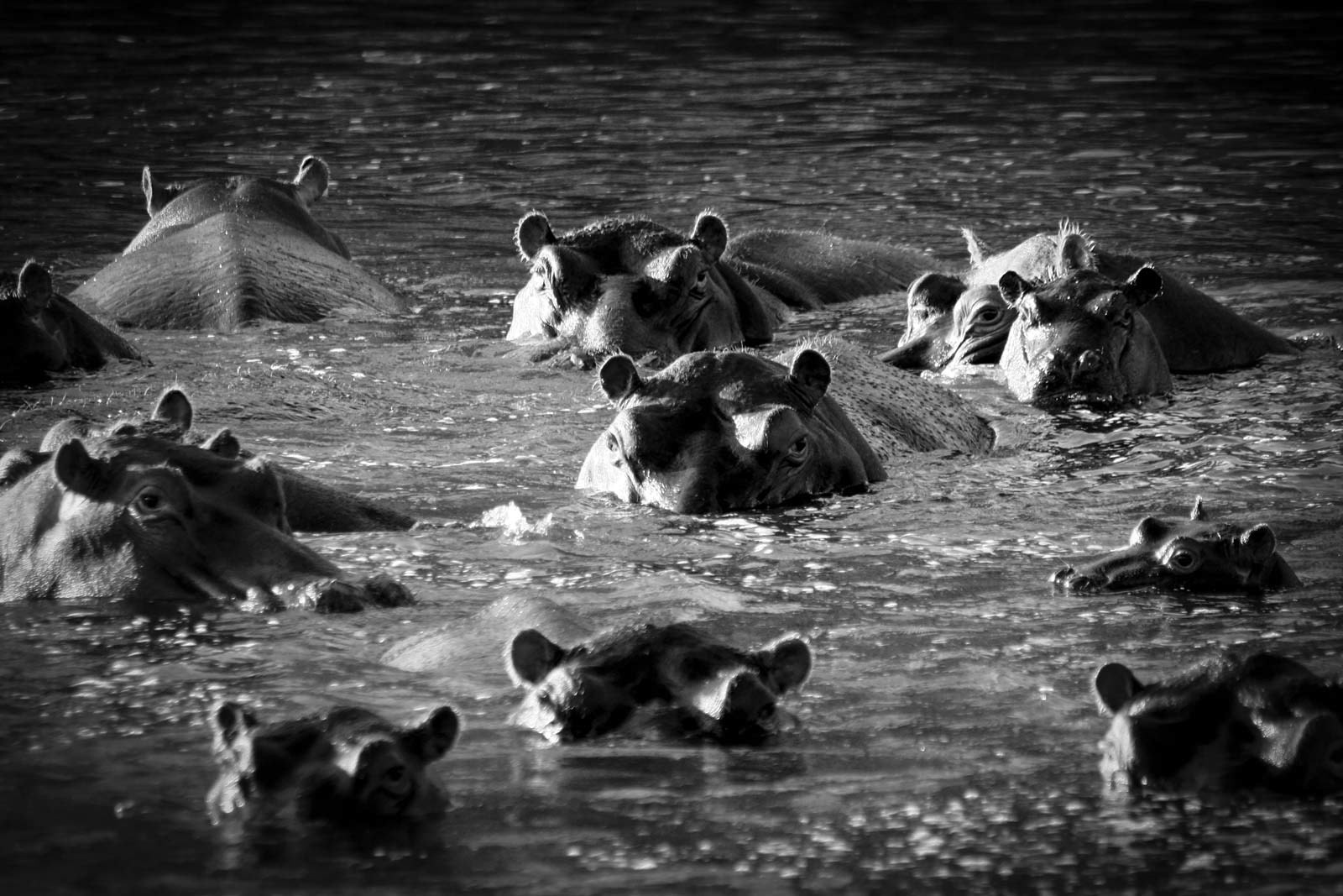 THE EYES AND EARS OF THE RIVER