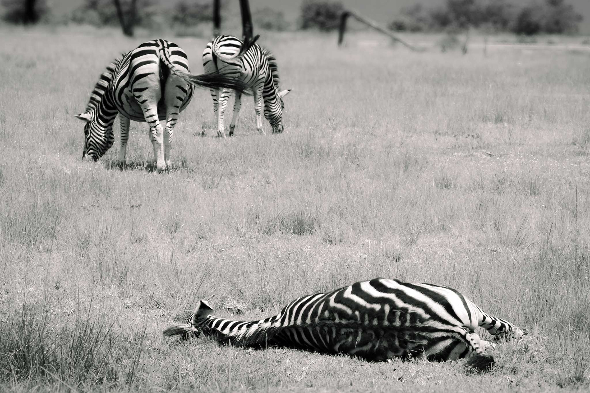 DEAD TIRED - December 2020, Cradle Moon Reserve, Muldersdrift, South Africa