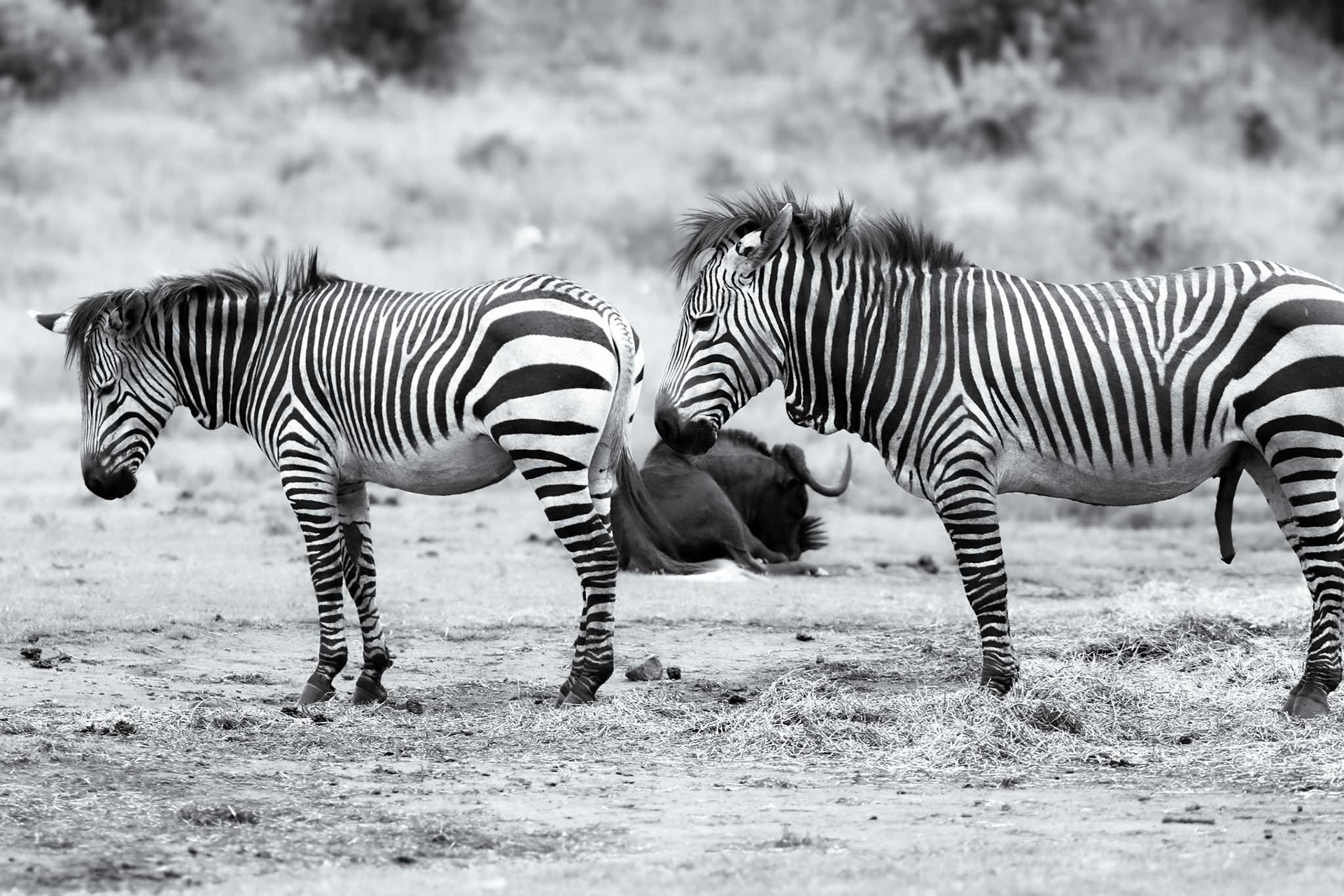 ONE SCENE. TWO PERSPECTIVES (PART 2) - December 2020, Lion & Rhino Nature Reserve, Gauteng, South Africa