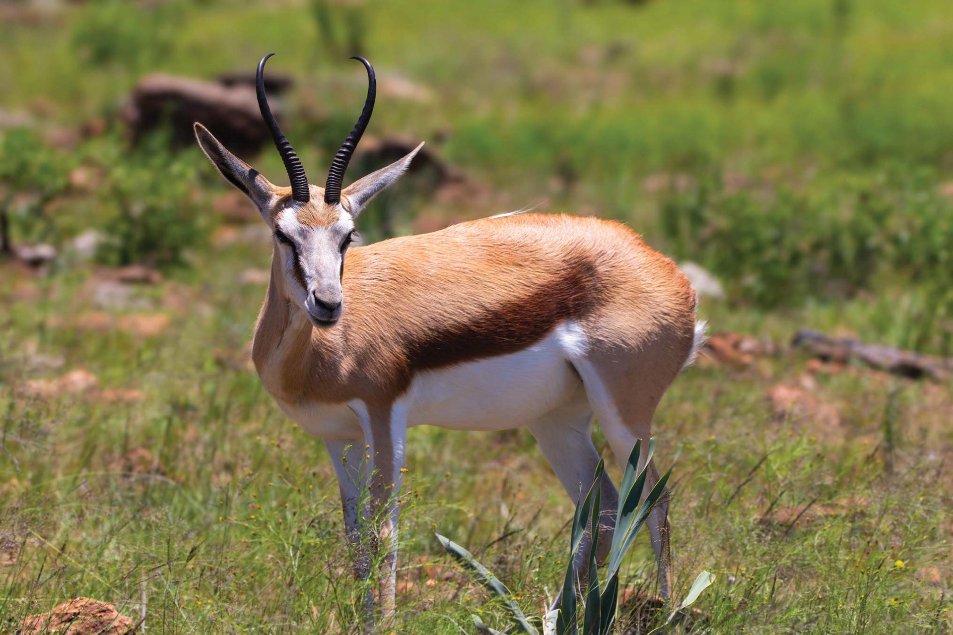 SILENT BEAUTY - December 2021, Lion and Rhino Nature Reserve, Gauteng, South Africa
