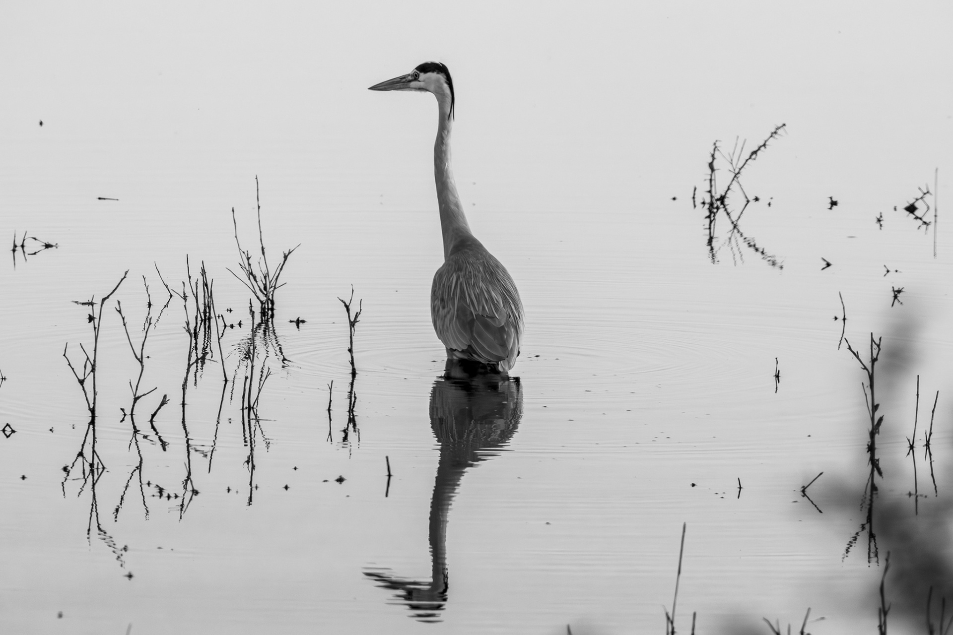 GREY HERON - July 2022, Pongola, KwaZulu-Natal, South Africa