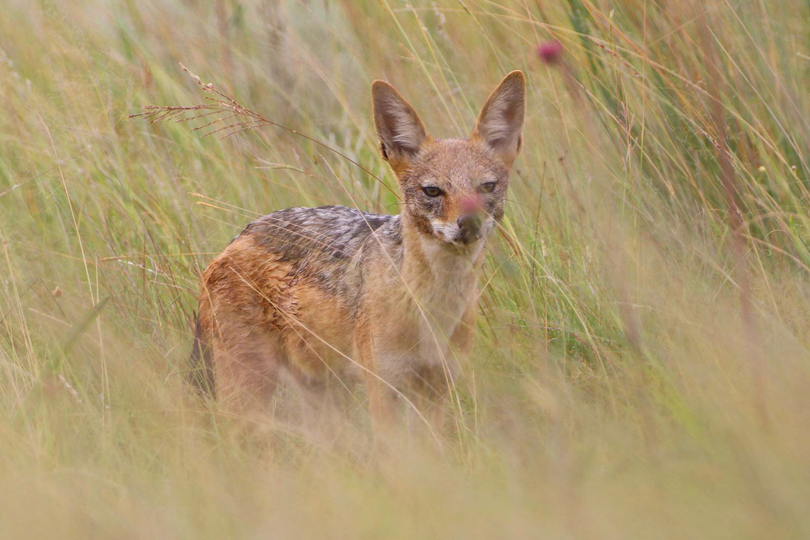 THE SKITTISH KIND
