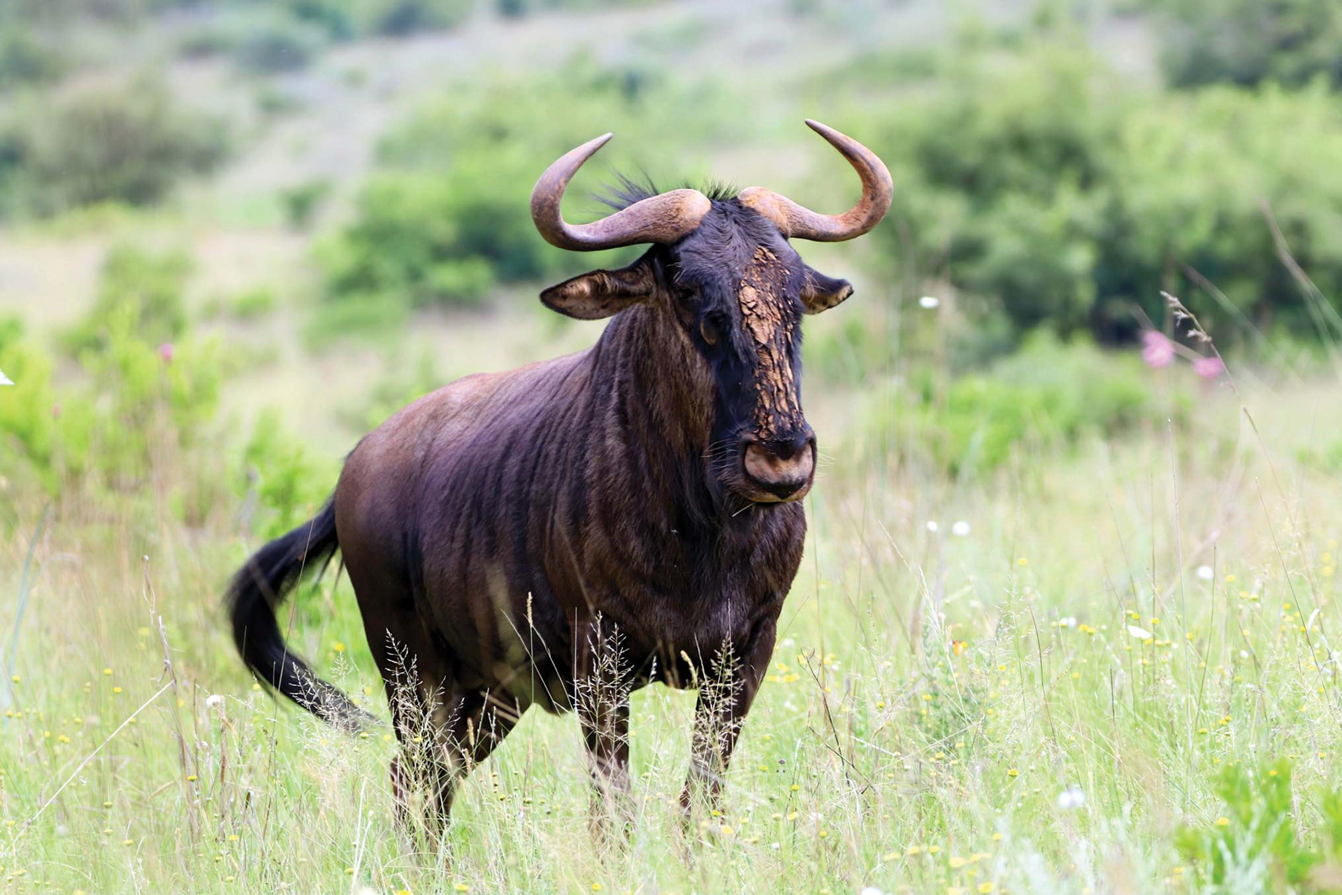 THE POOR MAN'S "BUFFALO" - December 2020, Lion and Rhino Nature Reserve, Gauteng, South Africa