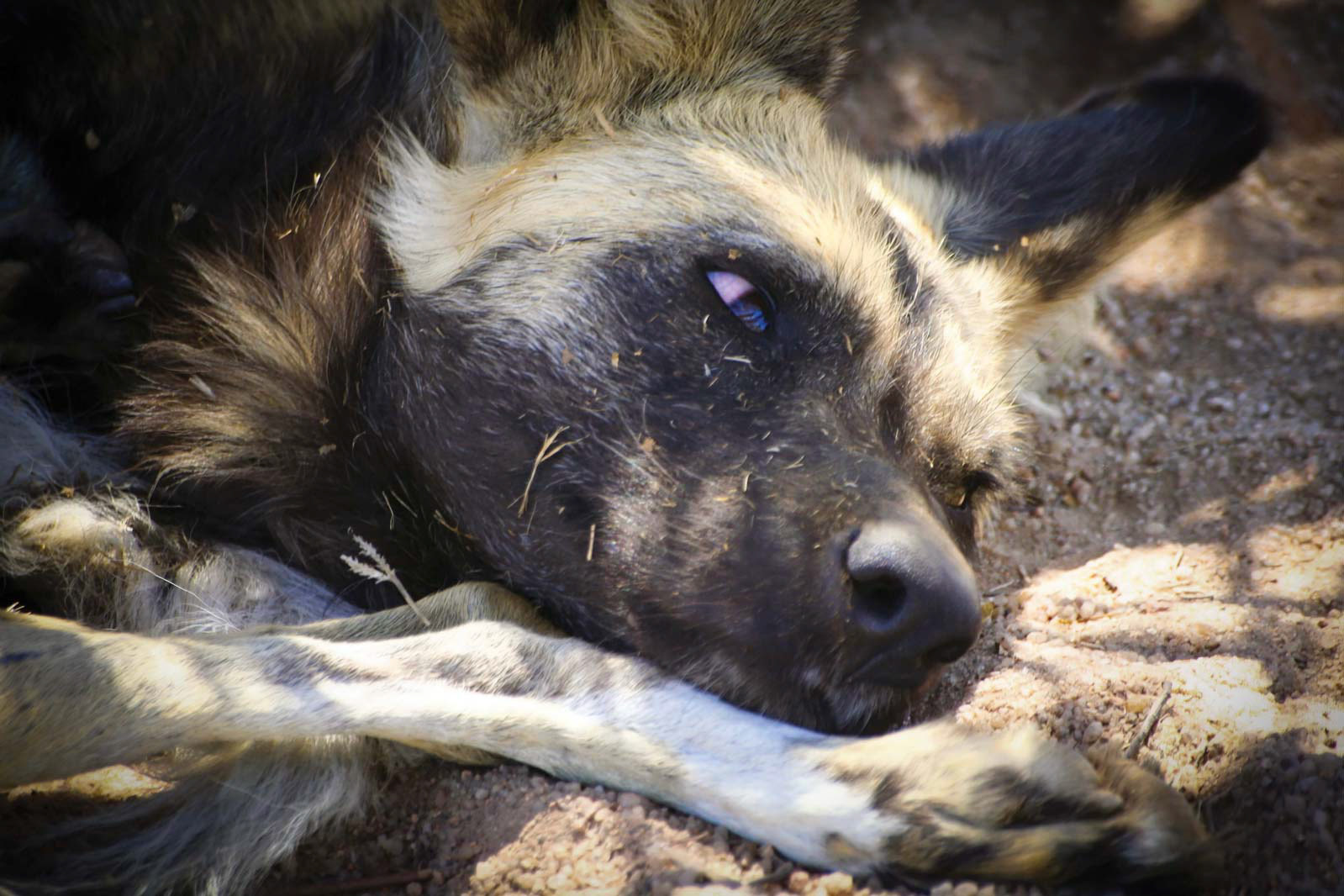 ENDANGERED EYES