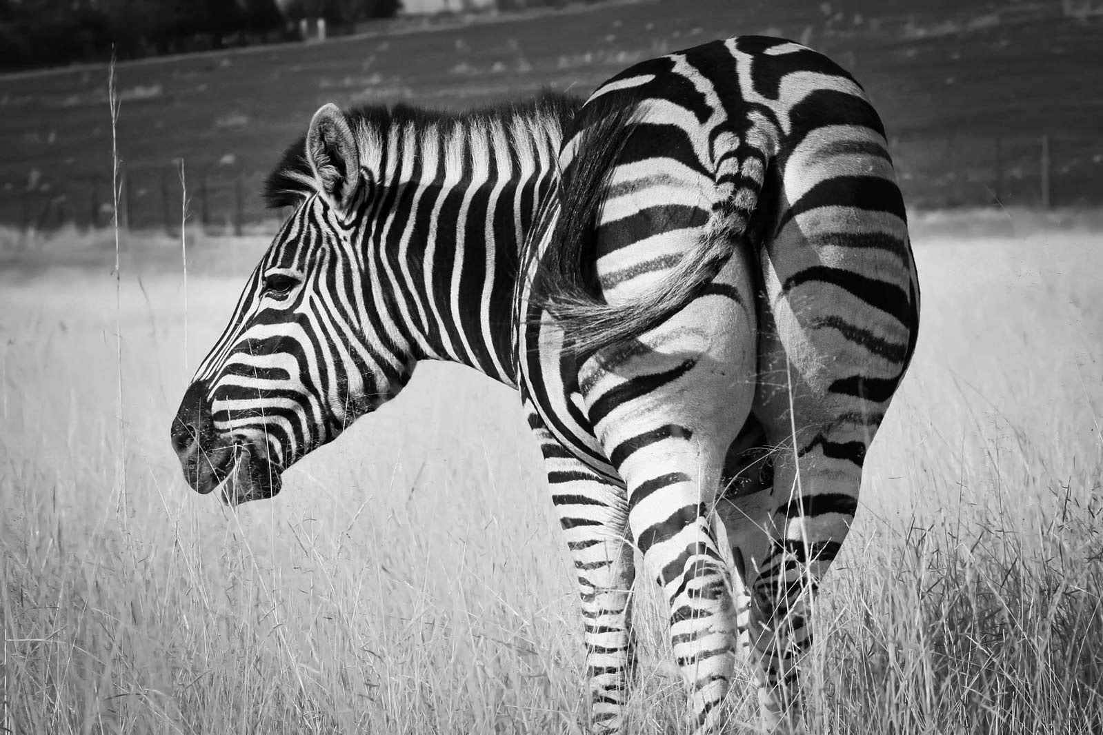 KISS MY STRIPES - December 2006, original Lion and Safari Park, Gauteng, South Africa