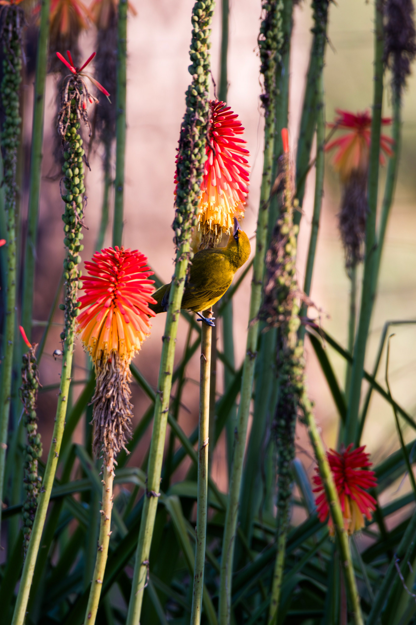 WEAVER - July 2022, Pongola, KwaZulu-Natal, South Africa