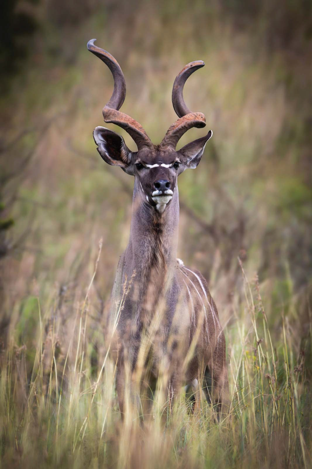 THE SPIRAL KING - March 2022, Lion and Rhino Nature Reserve, Gauteng, South Africa