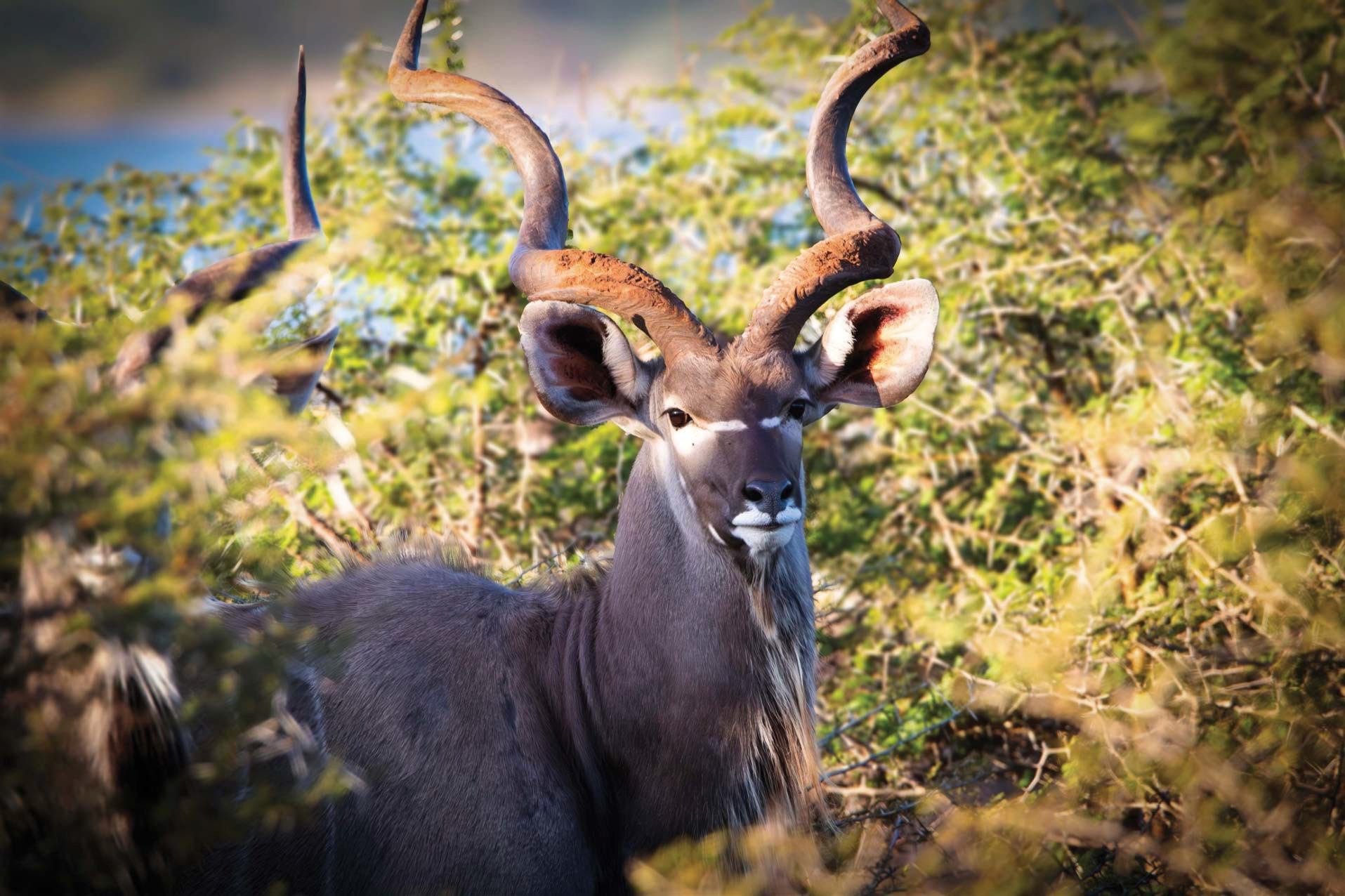 THE GREY GHOST – July 2022, Plumari Private Reserve, Magaliesberg, South Africa