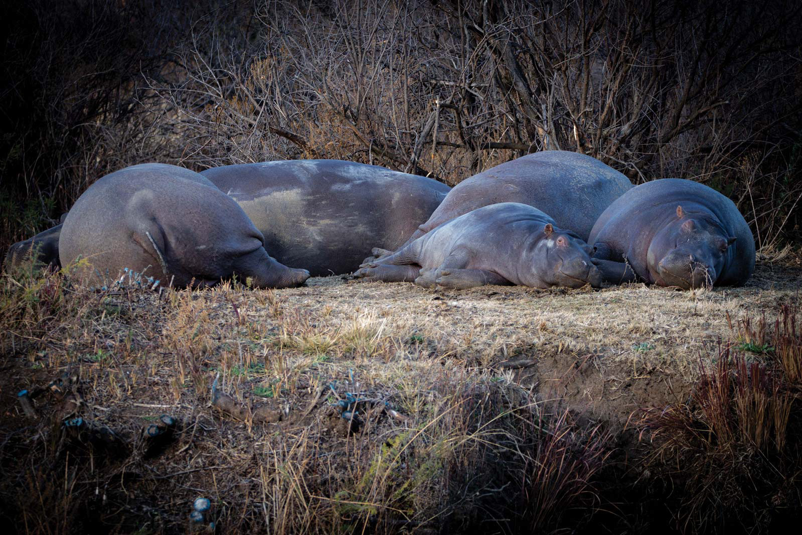 WHERE GIANTS SLEEP