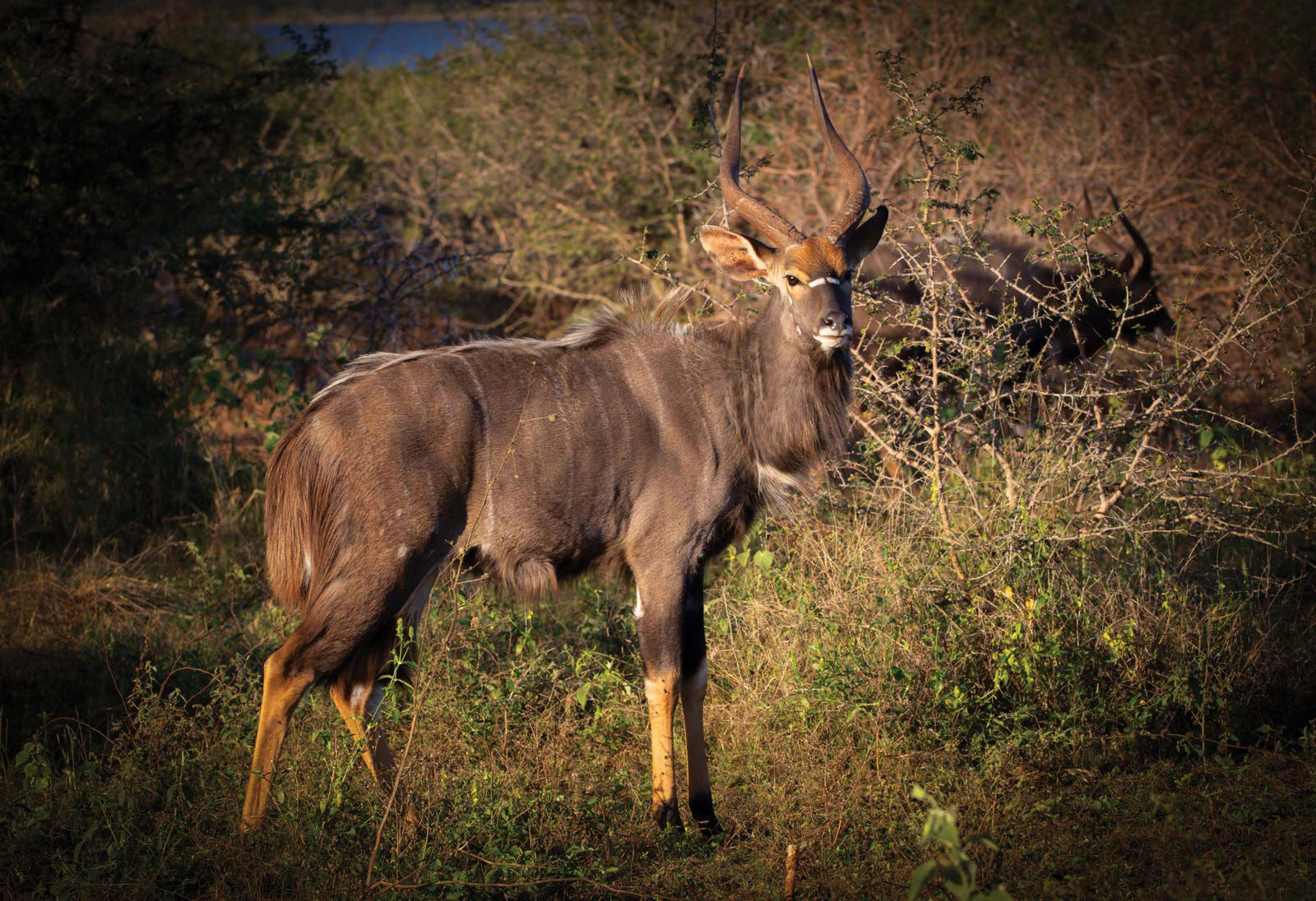 BULL IN THE BRUSH - July 2022, Pongola Game Reserve, KwaZulu-Natal, South Africa
