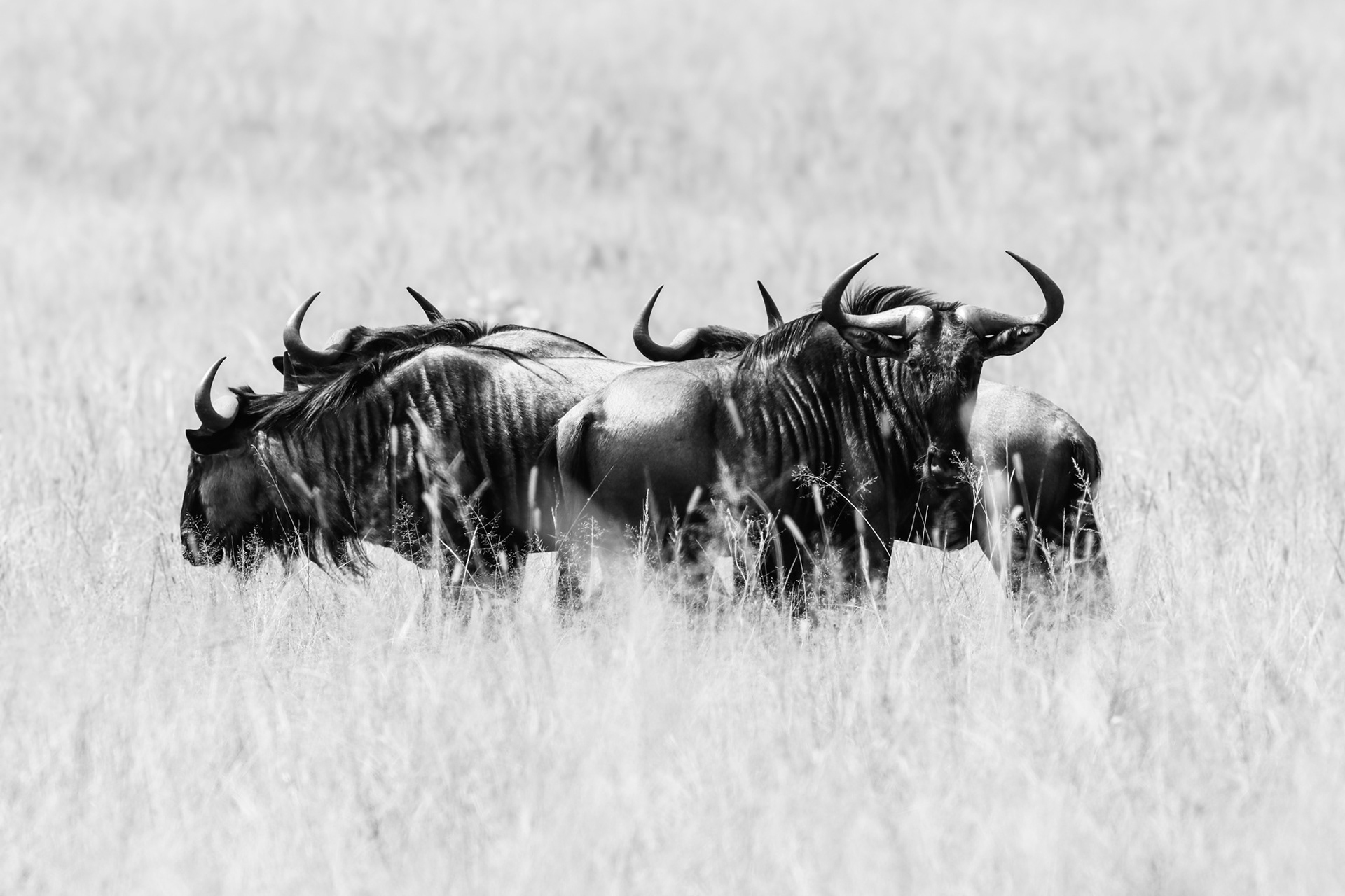 SURVIVAL IN NUMBERS - December 2020 | Lion & Rhino Nature Reserve, Gauteng, South Africa