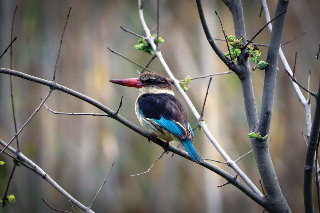 BROWN-HOODED KINGFISHER - January 2021, Rietvlei Nature Reserve, Gauteng, South Africa