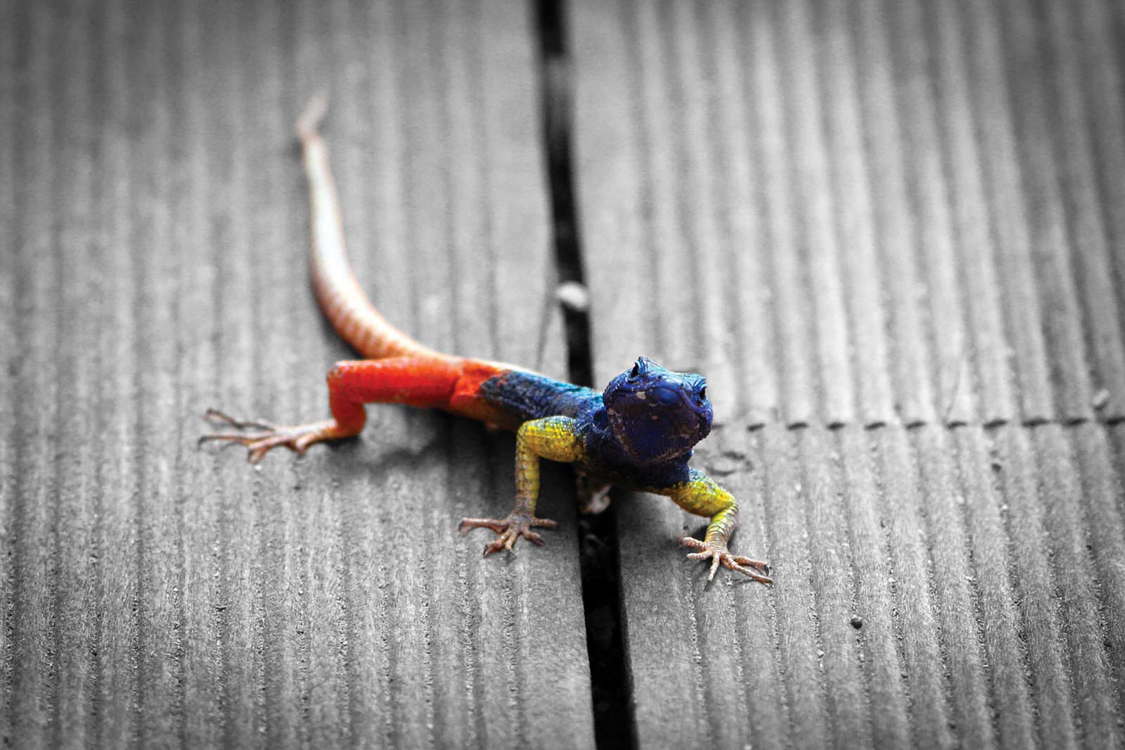 SCALED BRIGHT