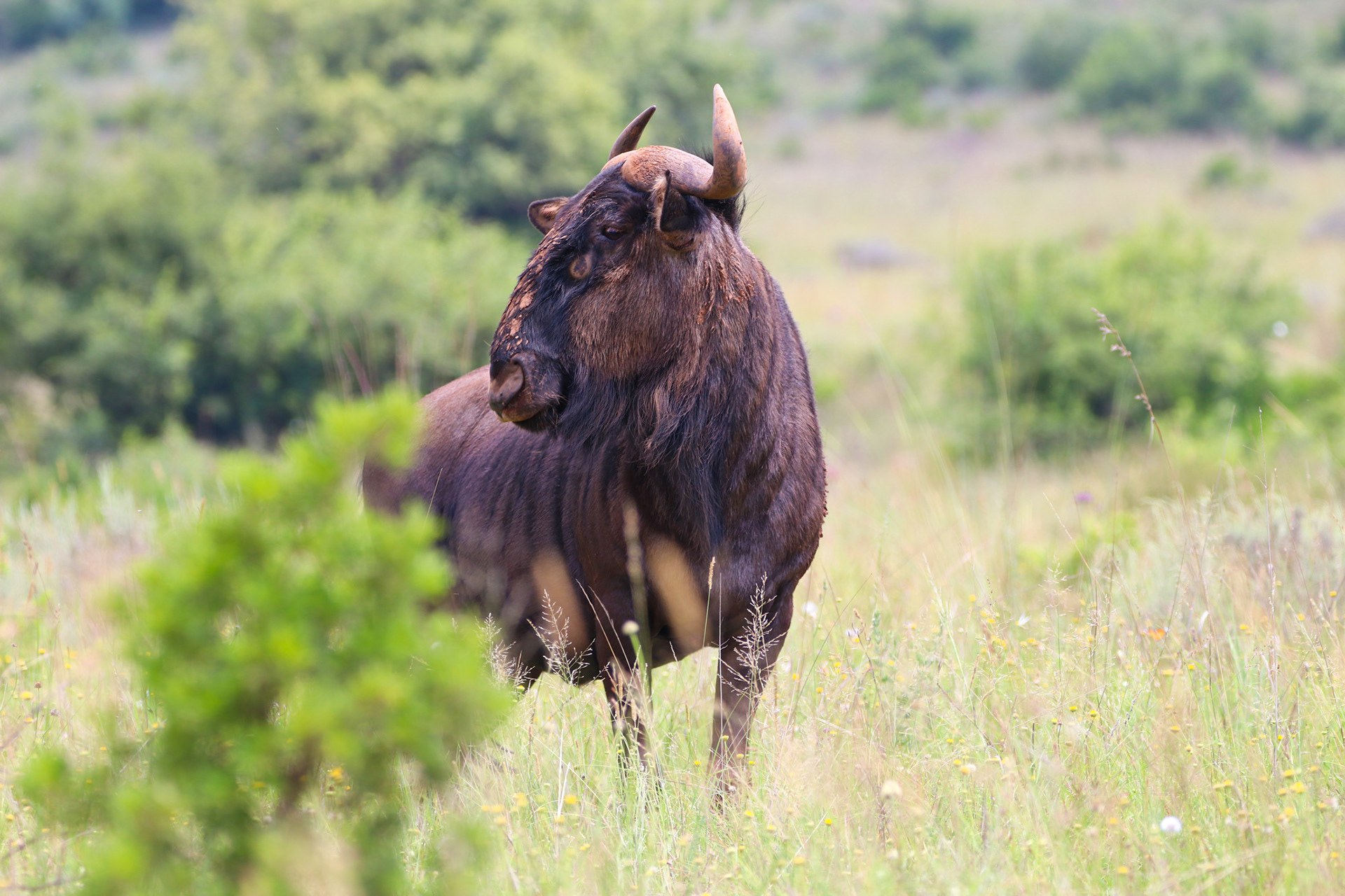 RUGGED ORIGINAL - December 2020, Lion & Rhino Nature Reserve, Gauteng, South Africa