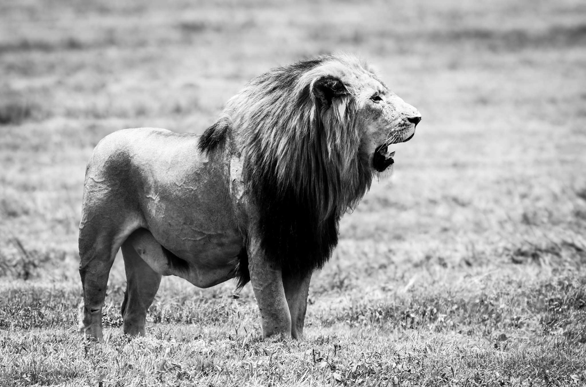 Captive Hunger