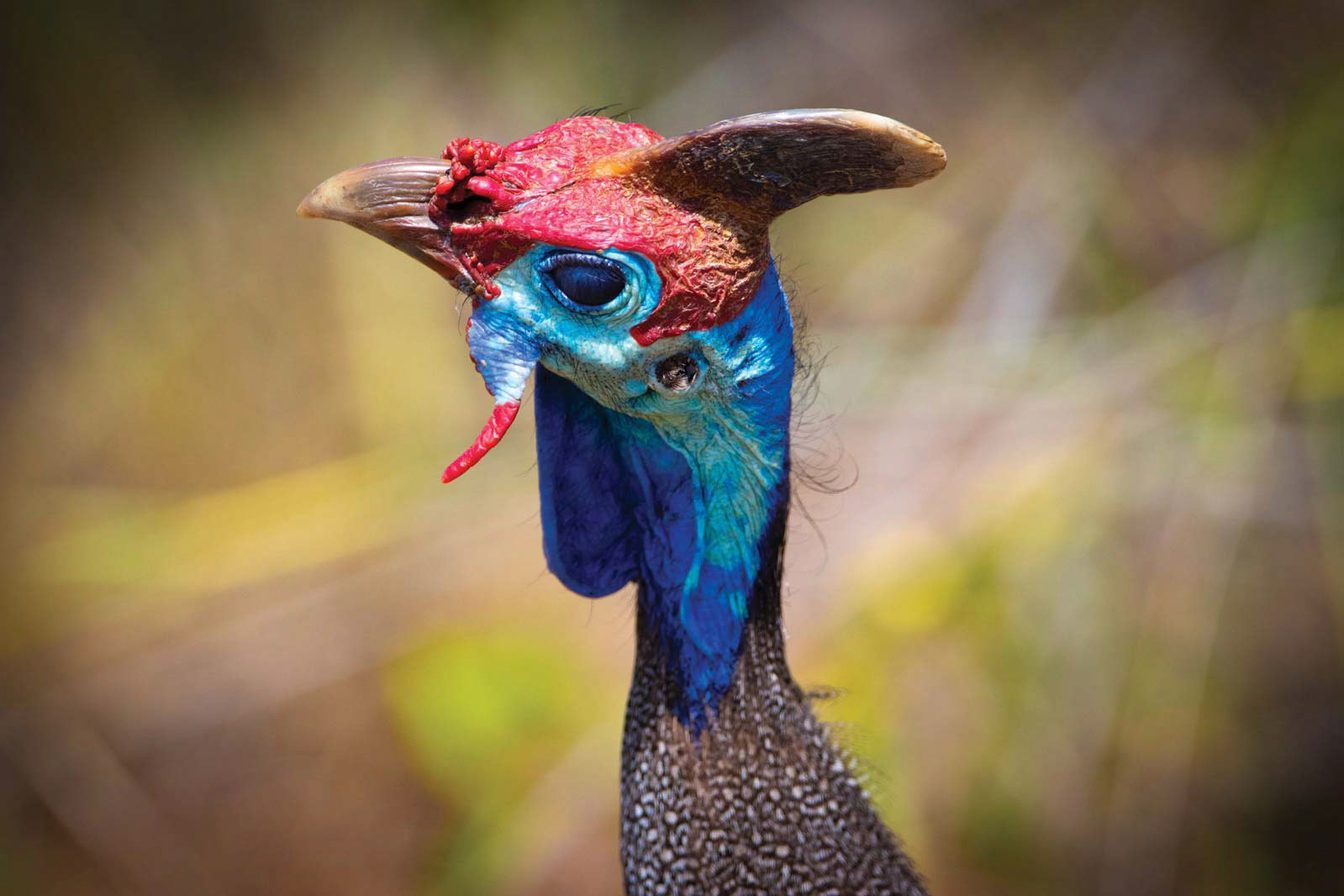 GUINEAFOWL – January 2022, Lammermoor Country Estate, Gauteng, South Africa