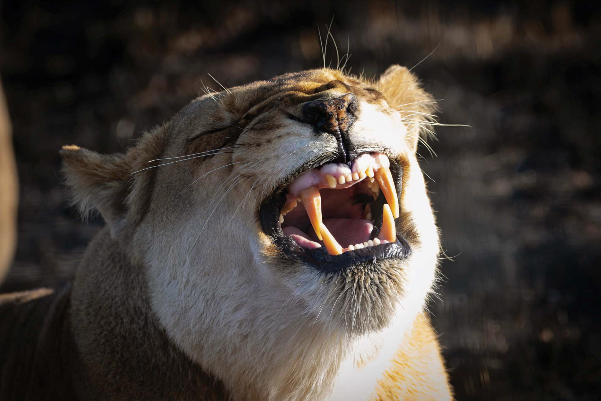 Roar Means No