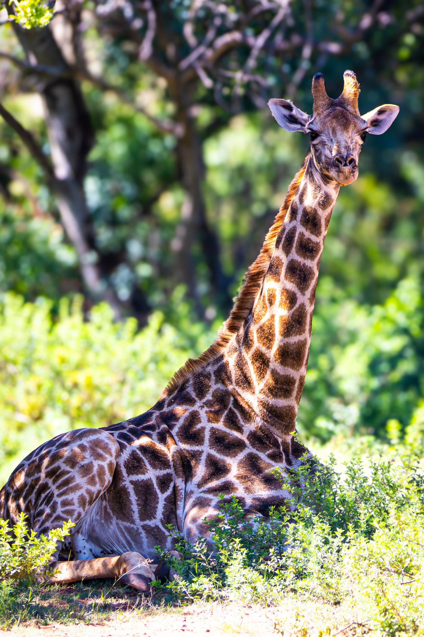 NESTLED IN THE WILD - December 2021, Private Reserve in Brits, North West, South Africa