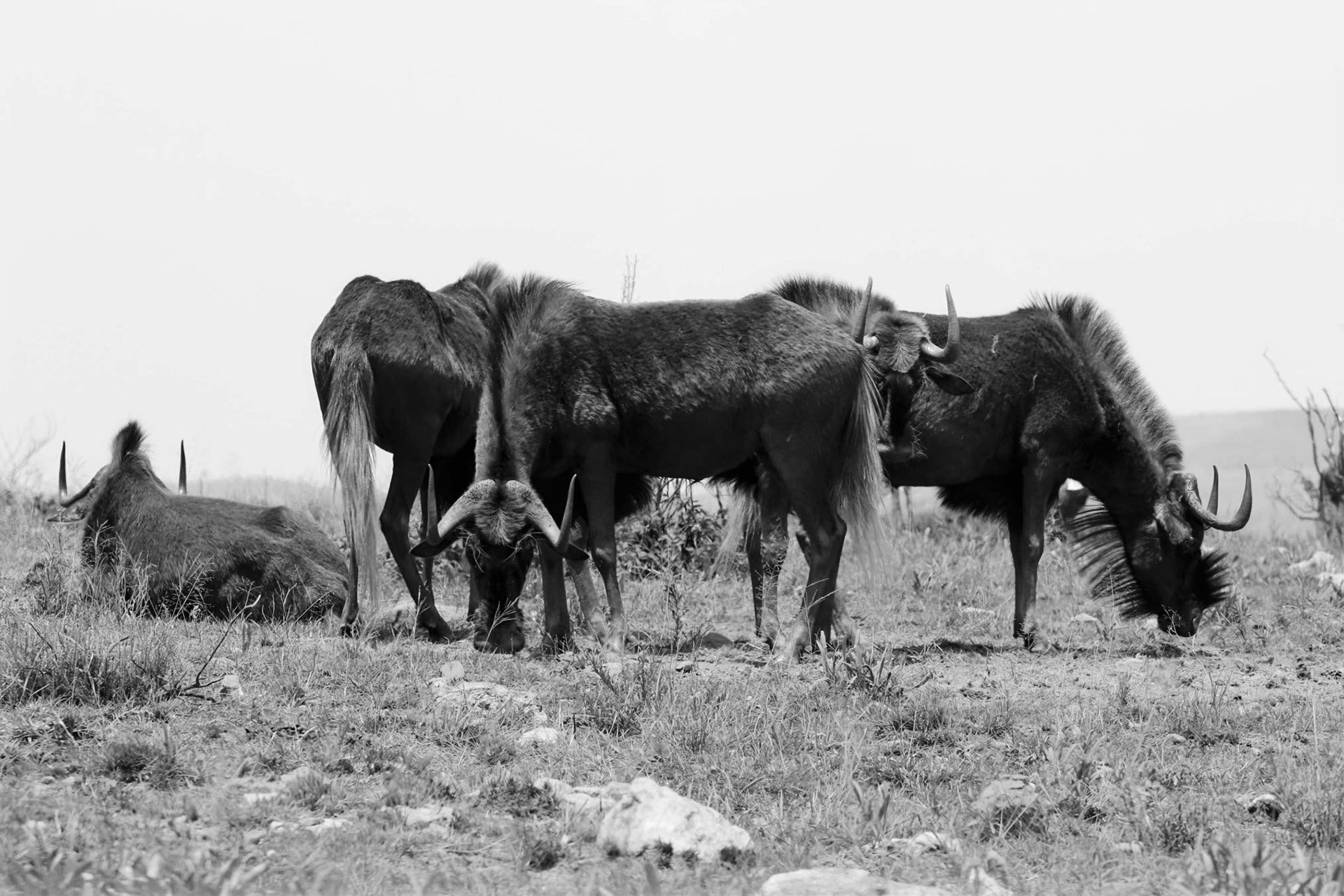 CLOWNS OF THE PLAIN - December 2020, Lion and Rhino Nature Reserve, Gauteng, South Africa