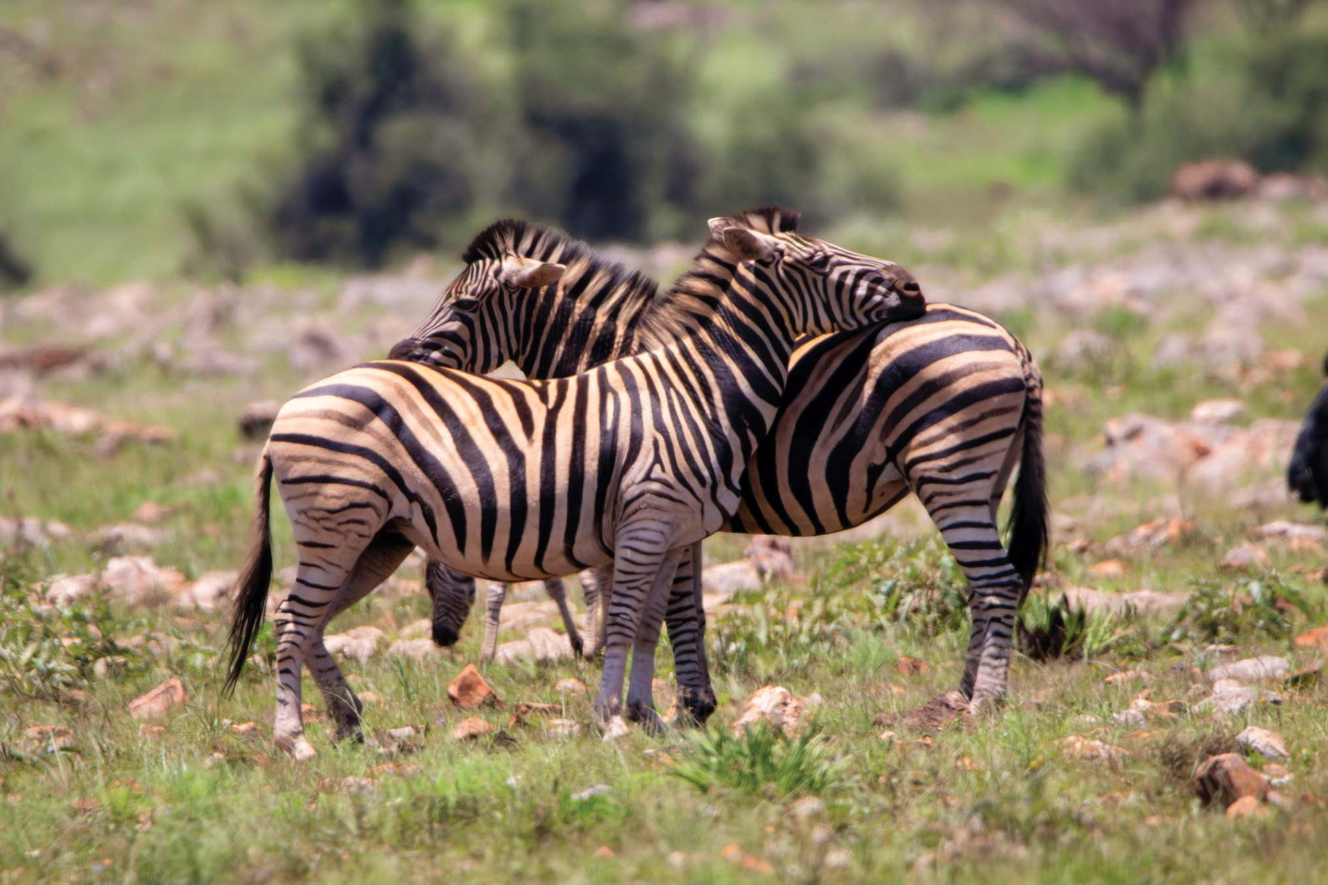 MIRROR OF TRUST - December 2021, Lion and Rhino Nature Reserve, Gauteng, South Africa