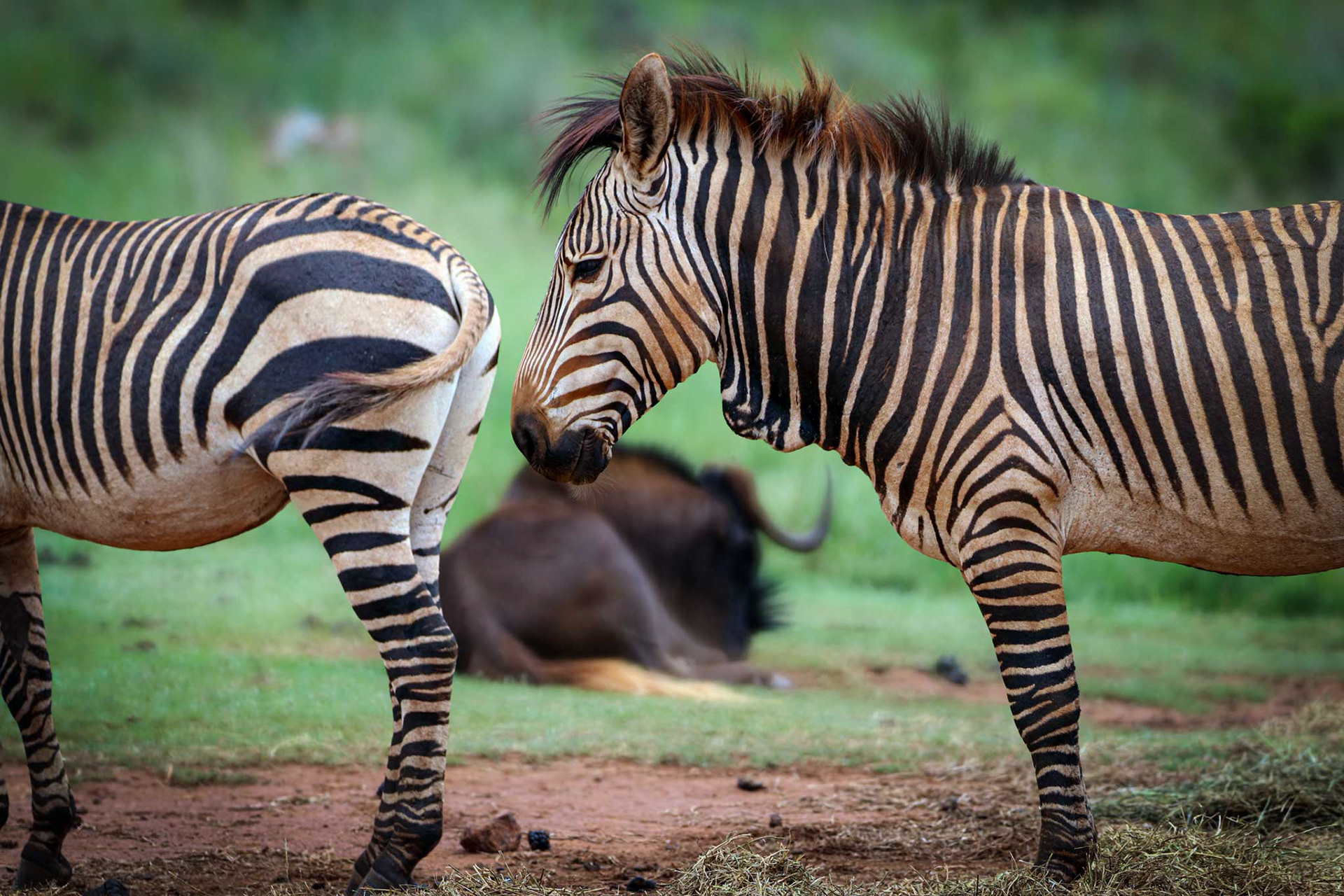 ONE SCENE. TWO PERSPECTIVES (PART 1) - December 2020, Lion & Rhino Nature Reserve, Gauteng, South Africa