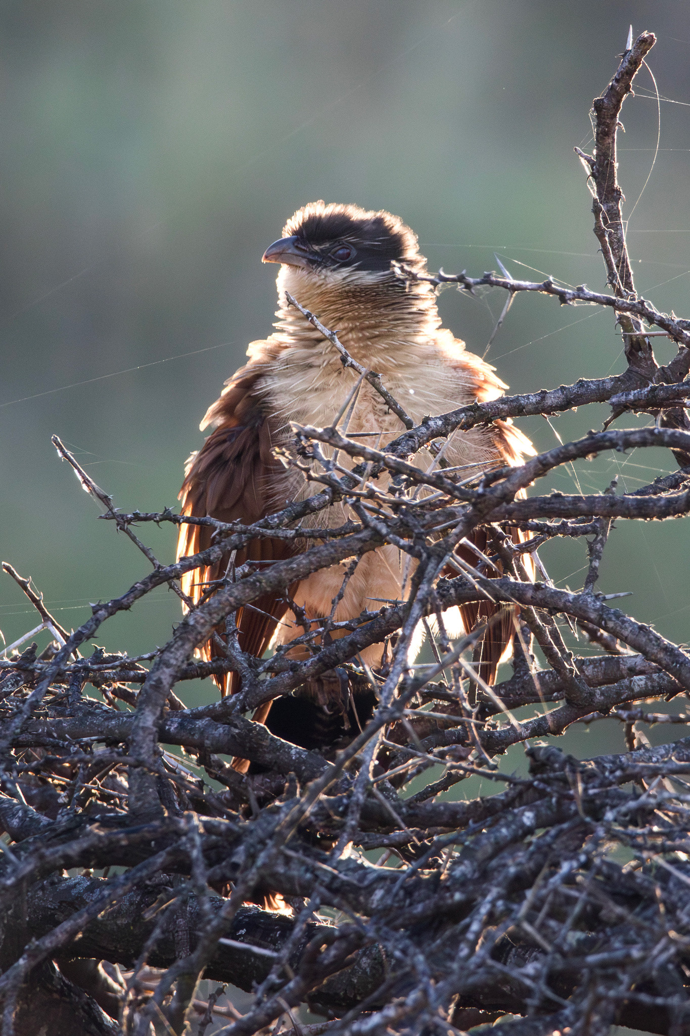 BURCHELL'S COUCAL - July 2022, Pongola, KwaZulu-Natal, South Africa