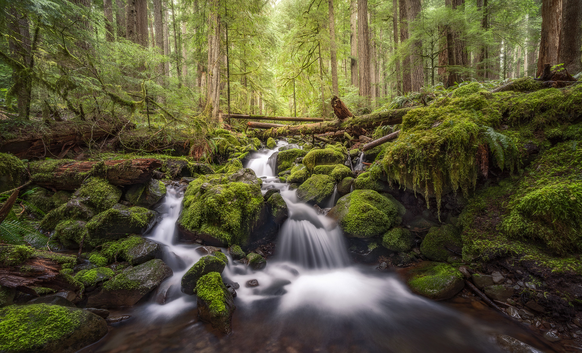 Olympic National Park, WA, USA