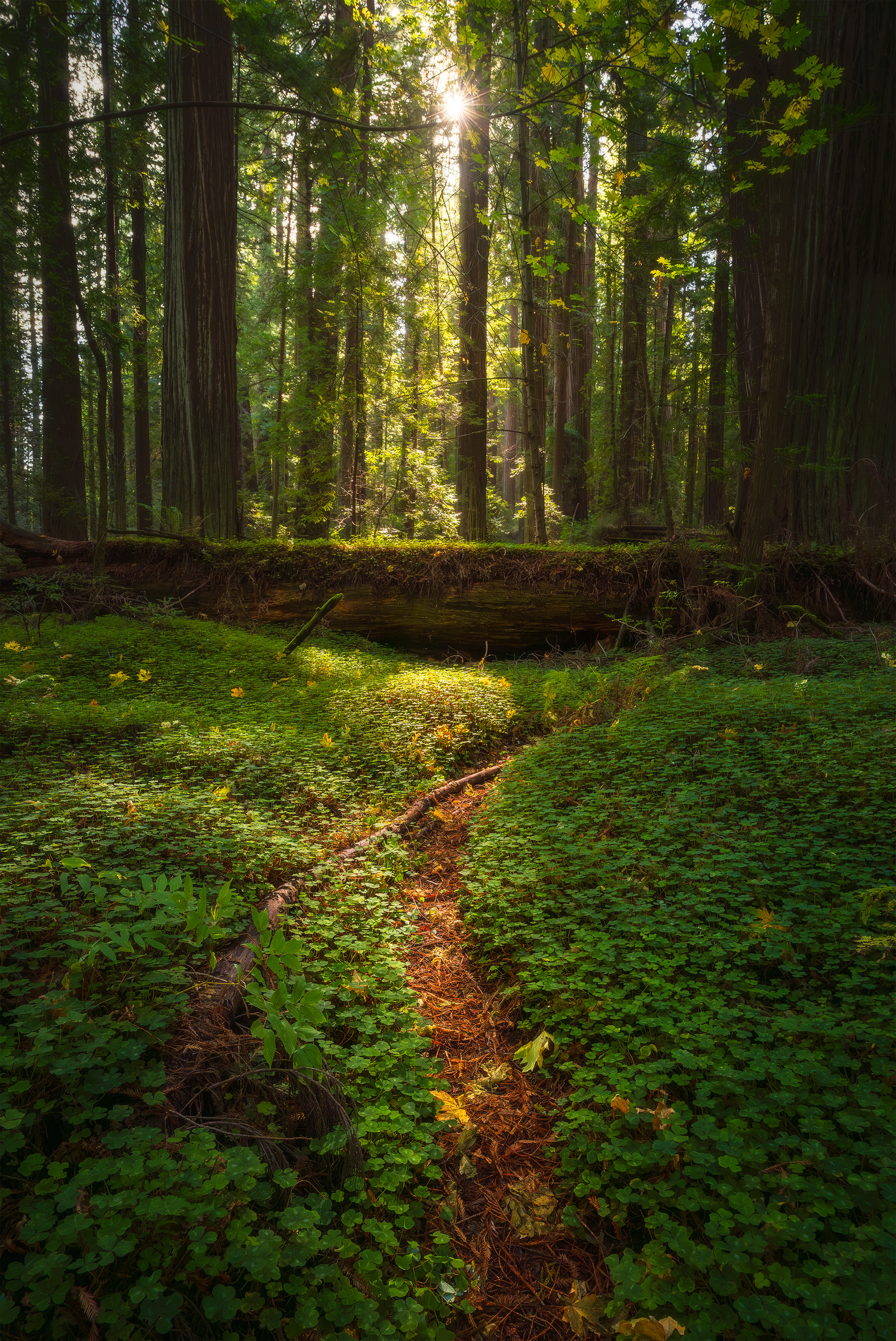 Redwood Forest, Del Norte, CA